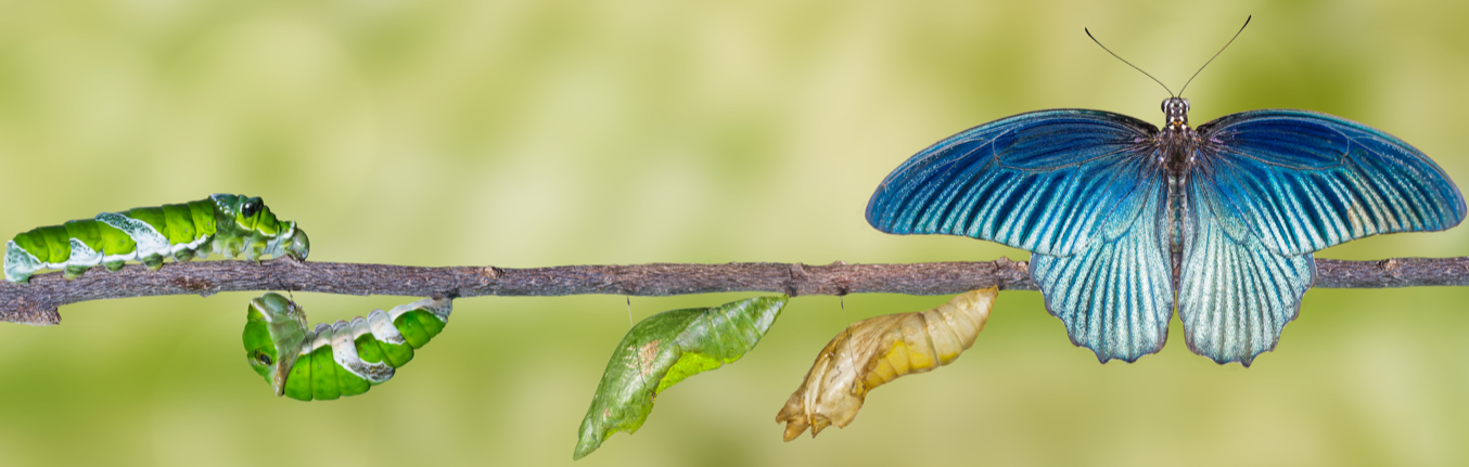 Cultural Transformation Bluedrop Consulting